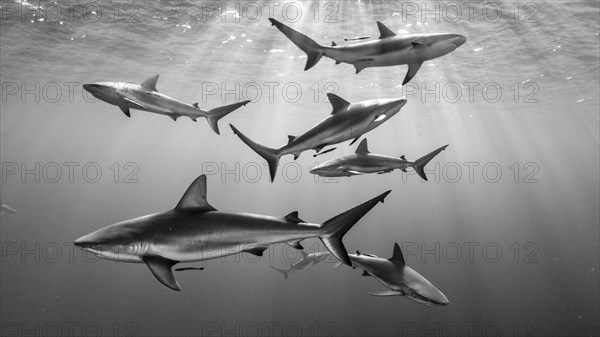 Caribbean Reef Sharks