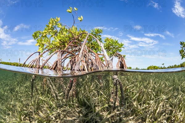 Mangroves