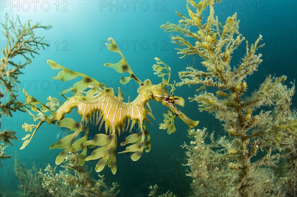 Leafy seadragon