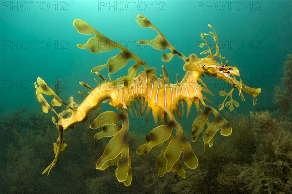 Leafy seadragon