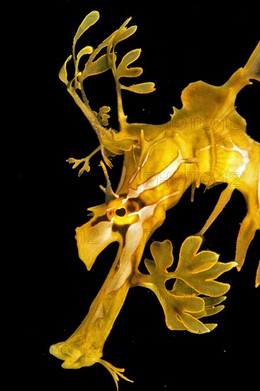 Leafy seadragon