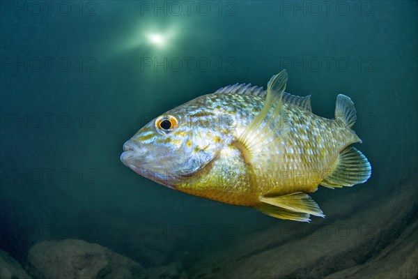 Pumpkinseed sunfish