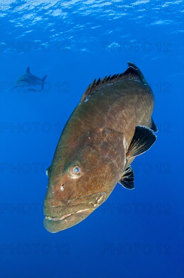 Black Grouper