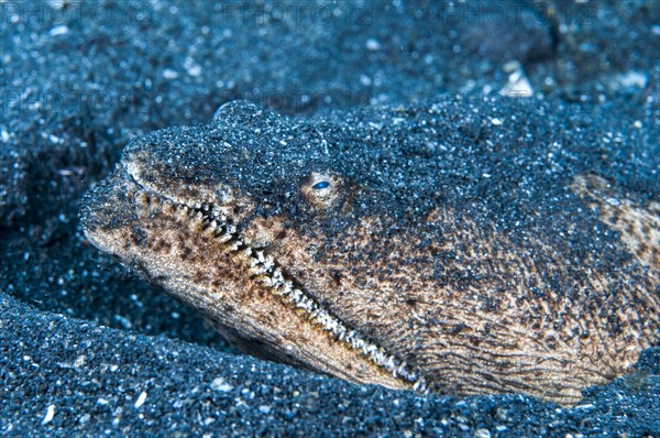 Portrait of Stargazer snake eel