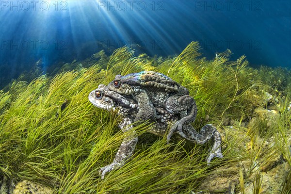 Mating Common toads