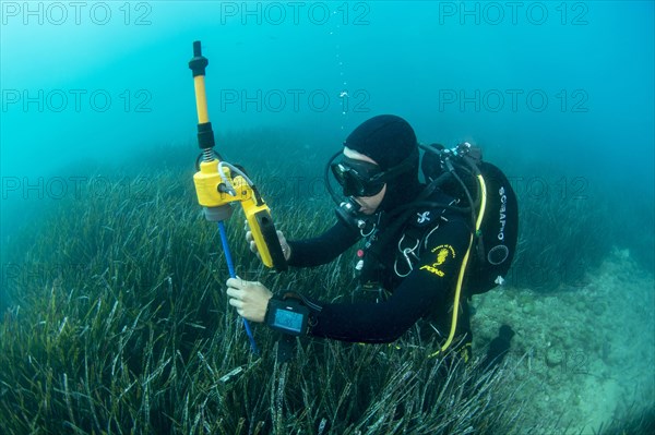 Diver and marine biologist maps a seagrass meadow