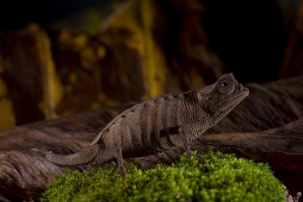 Plated leaf chameleon