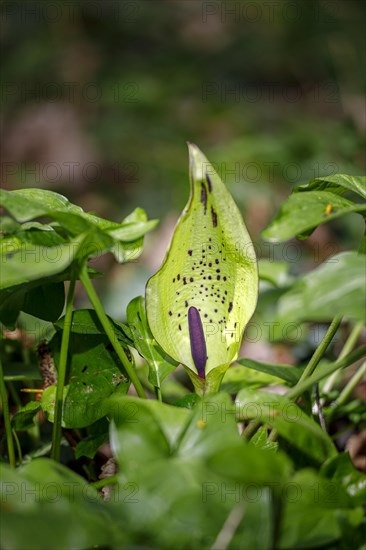 Wild arum