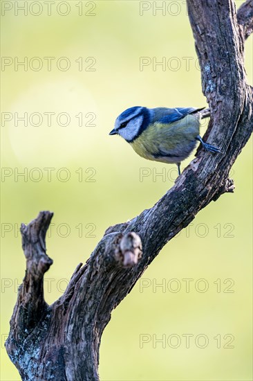 Blue tit