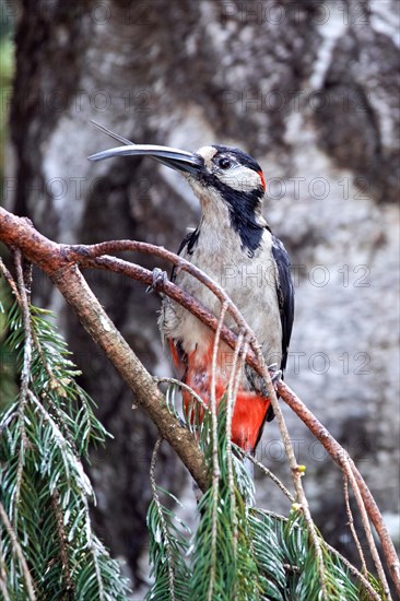 Great spotted woodpecker