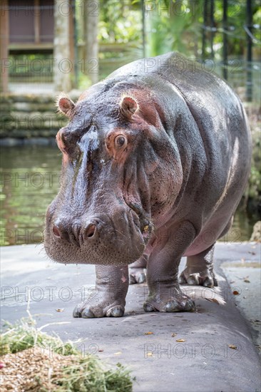 Hippo