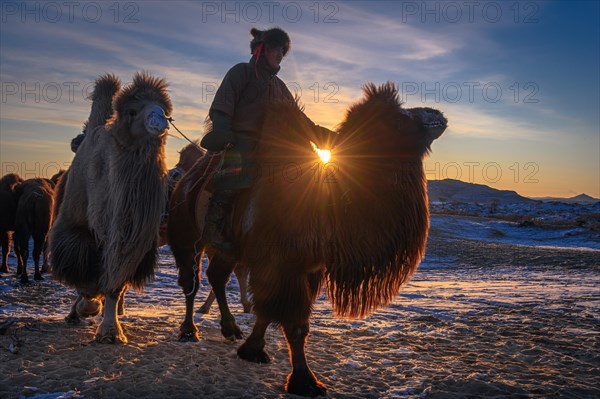 Camel driver on Bactrian camels