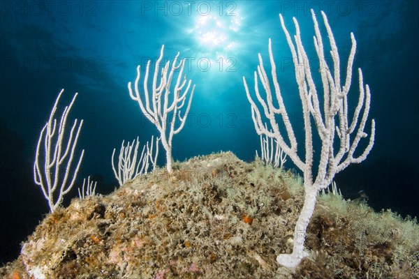 White gorgonians