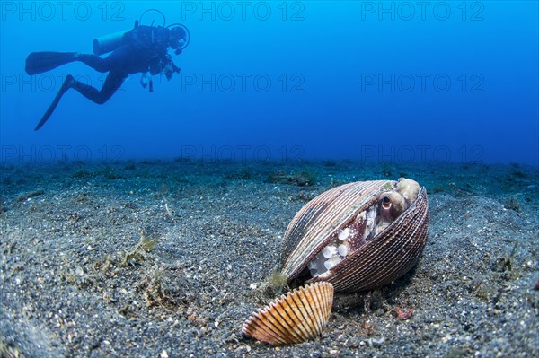 Coconut octopus