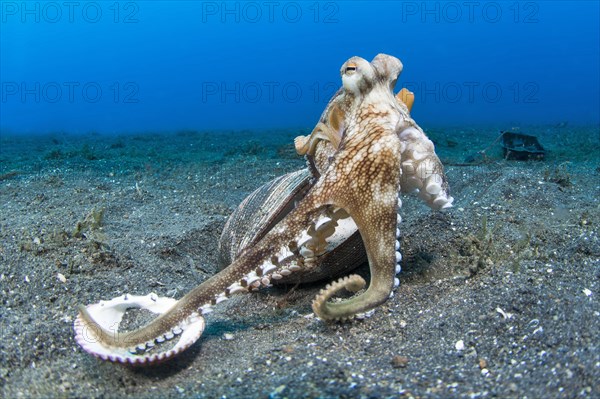 Coconut octopus