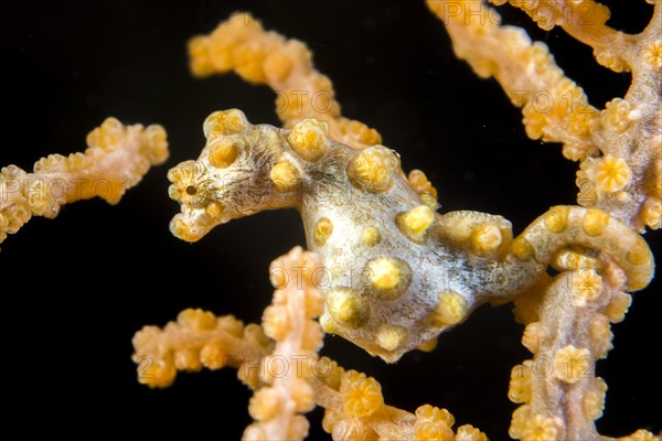 Pygmy seahorse