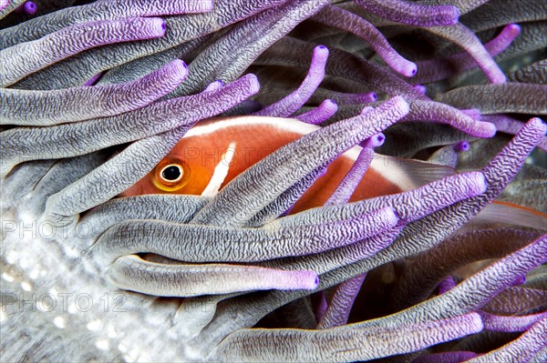 Pink skunk clownfish