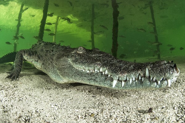 American crocodile