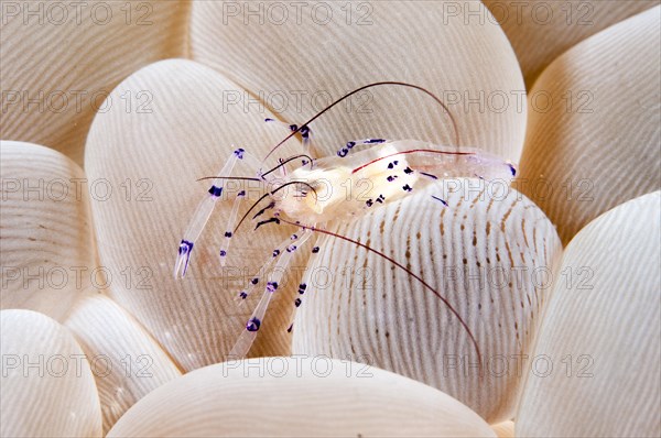 Bubble Coral Shrimp