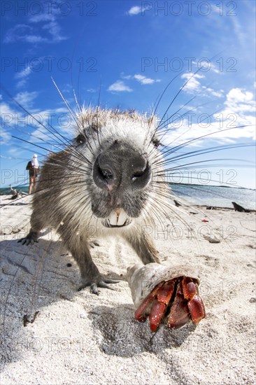 Desmarest's hutia