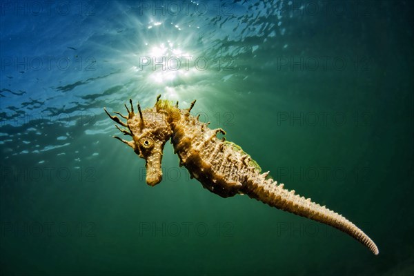 Long-snouted seahorse