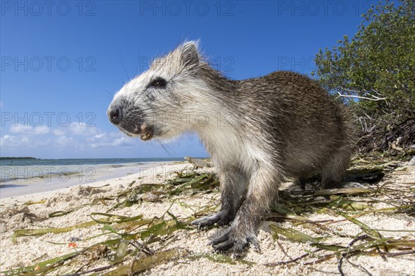 Desmarest's hutia