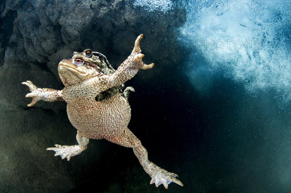 Natterjack toads