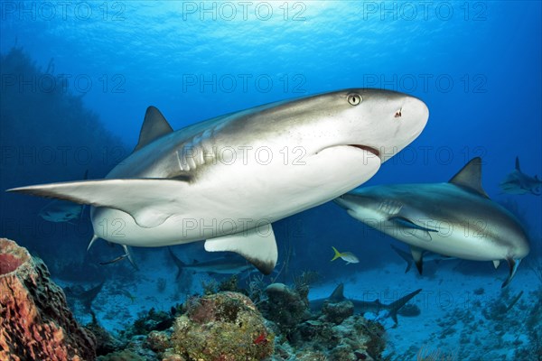 Caribbean Reef Sharks