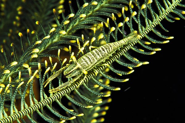 Ambon Crinoid Shrimp