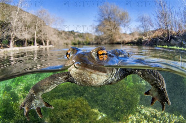 Common toad