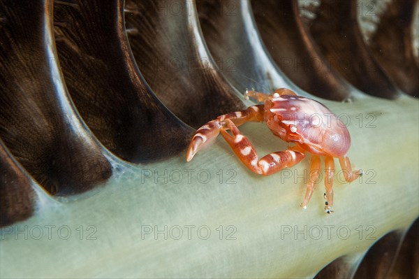 Three-Lobed Porcelain Crab