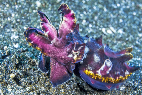 Flamboyant cuttlefish