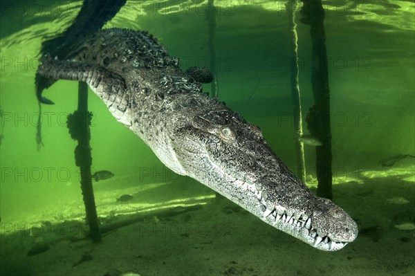 American crocodile