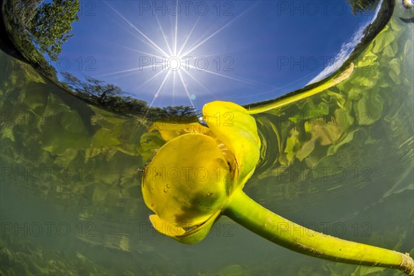 Yellow water-lily