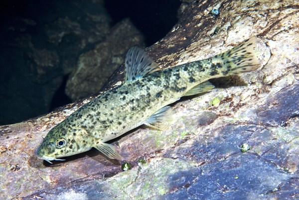 Revival of the Mediterranean barbel