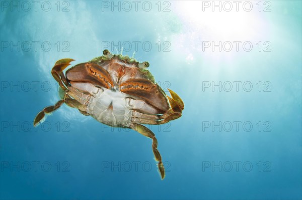 Henslow's crab