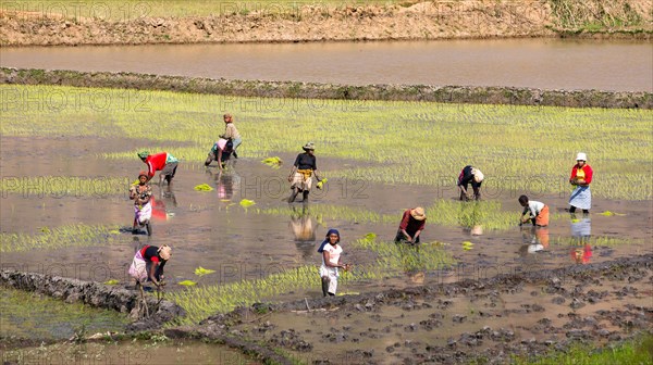 Workers planting rice plants