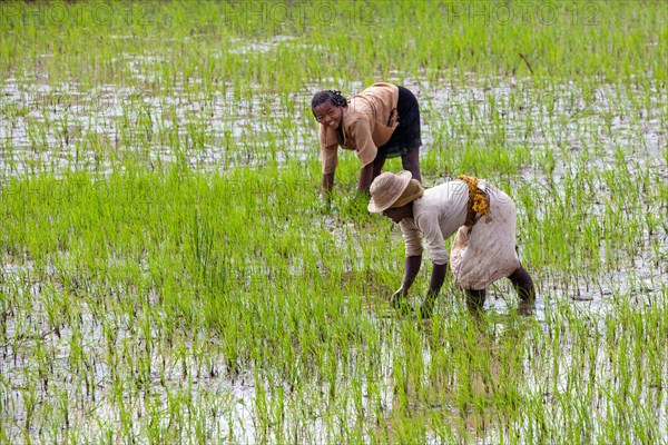 Women workers working in the rice field