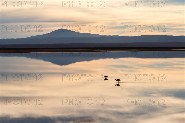 Andean avocet