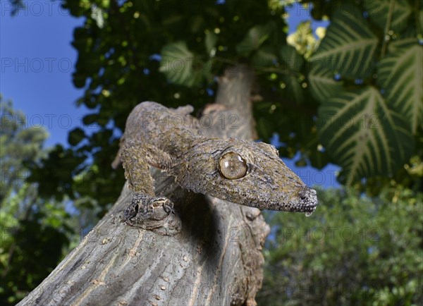 Leaf-tailed gecko