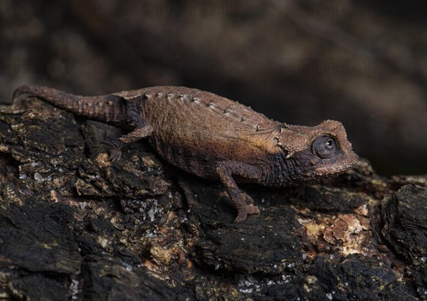 Decary's leaf chameleon