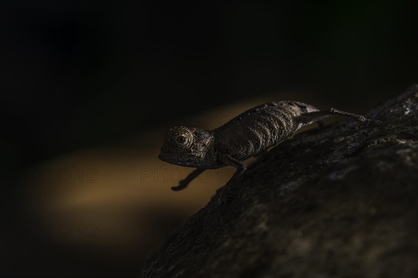 Plated leaf chameleon