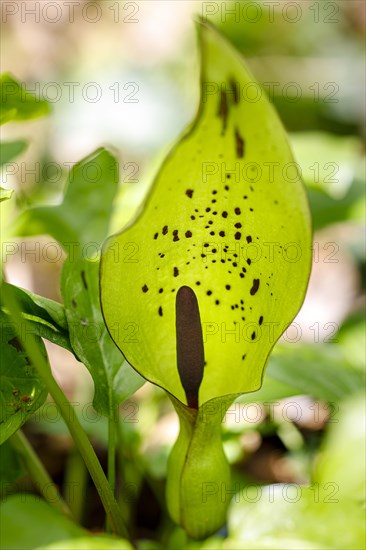 Wild arum