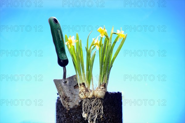 Daffodils