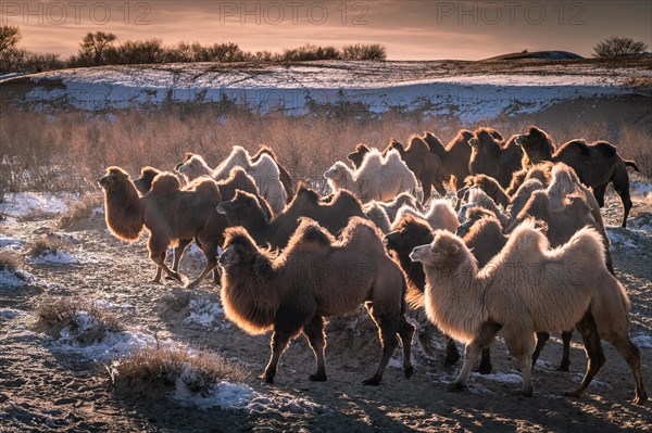 Herd of camels