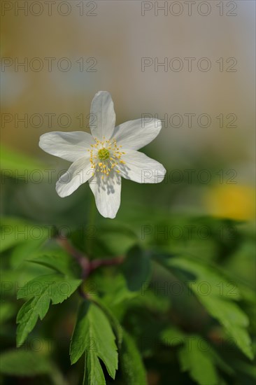 Wood anemones