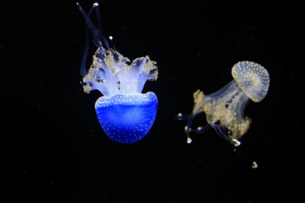 Australian spotted jellyfish