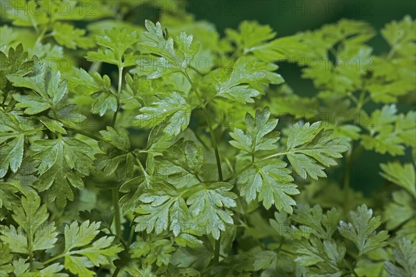 Garden chervil