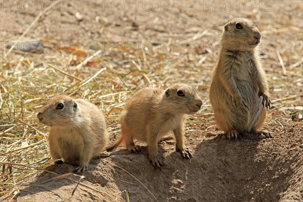 Black-tailed Prairie Dog