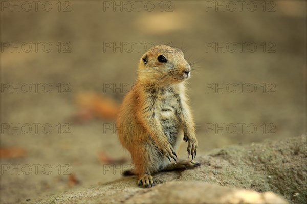 Black-tailed Prairie Dog